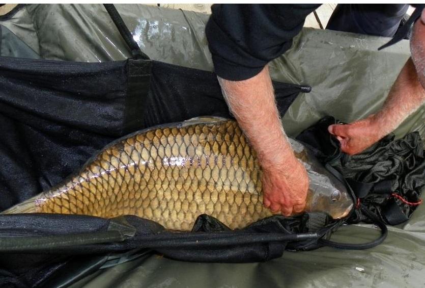 Scandal la Senior Trophy: Au fost prinsi cu un crap in lada frigorifica